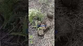 SUMATERA ISLAND MONSTER