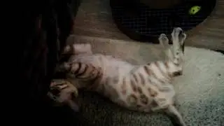 Snow Bengal Nova playing ~ 15 weeks old