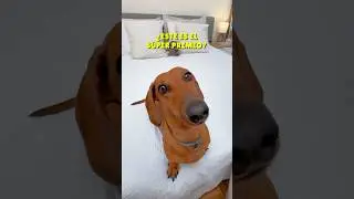 CONSIGO el RETO!🎉💖 #perrosalchicha #teckel #dachshund