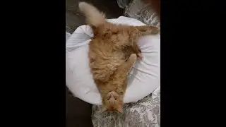 Райская жизнь Рыжего! Рыжий котик кушает только на салфеточке! Red cat aristocrat!