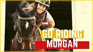 GO RIDING on a Morgan Stallion!