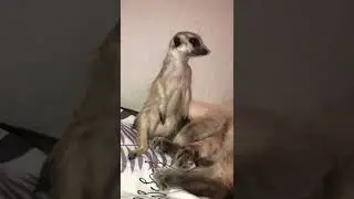 Любовь или ненависть? 