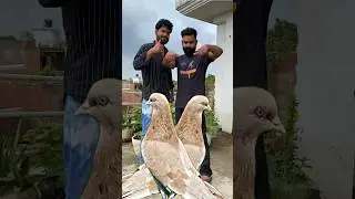 new pigeon catching video 😍 | #pigeon #kabootar #shortsfeed #shorts