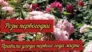 Розы первогодки. Правила ухода за розами первого года жизни.