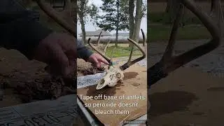 Cleaning a Deer Skull for a European Mount!