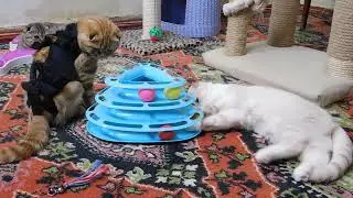 DSCN8514Вислоухие котята