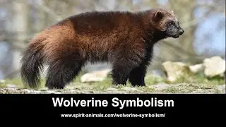Wolverine Symbolism