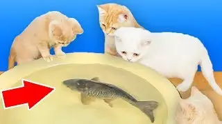 Katter Reaksjon På Ekte Levende Fisk