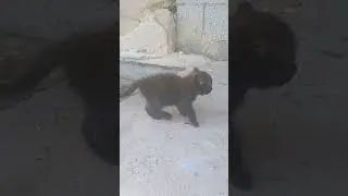 домашние питомцы. собаки и кошка, котенок