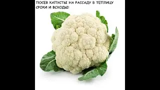 Когда посеять цветную и декоративную капусту? Посев капусты в теплицу.