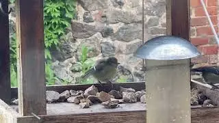 Funny - baby Blue Tit being fed