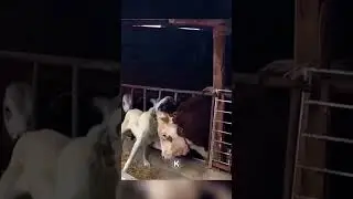 Нежные объятия собаки и быка - НЕВЕРОЯТНАЯ ДРУЖБА❤️🔥☺️