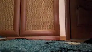 Мои кошки и мой спиннер.