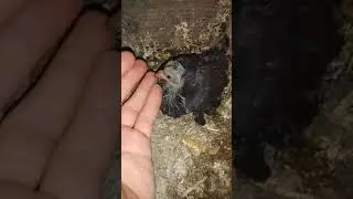 My little pigeon
