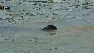 Hiu Raksasa Muncul ke permukaan Laut Utara Desa Paloh Kecamatan Paciran Kabupaten Gresik #Shorts