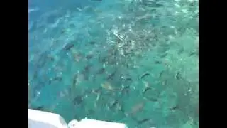 Fish Egypt red Sea in Sharm El Sheikh. Рыба Египет Красное море.
