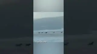 Horses escape from the pursuit of wolves.