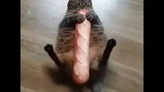 Half-Life Cat