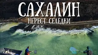 Сахалин - нерест селёдки 2025, ленивая рыбалка 