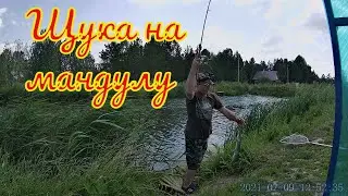 Pike on a mandula in the RK The excitement of spinning from the shore.