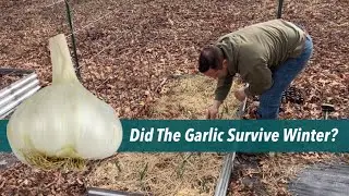 Did our first GARLIC 🧄 Survive winter 🥶?