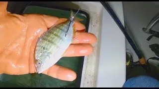 I Love Fishing Like This (Catching Saltwater Fish In Florida)