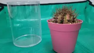 Increasing humidity of cactus