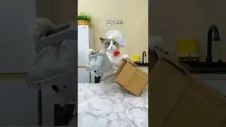😂🚫 Puff’s hack test: Watch as our curious cat discovers what to do! 