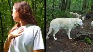 Maya gets SPOOKED by these dogs from the woods...