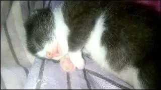 КОТЯ СПИТ