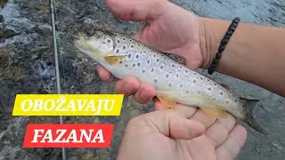 Nimfarenje PASTRMKE, rijeka Vrbas, Banja Luka 10.07.2025
