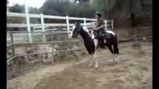 Victor trotting LJ