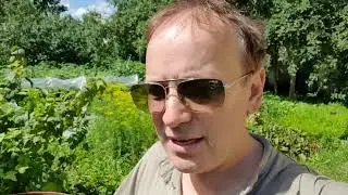 Подкармливаем ягодники