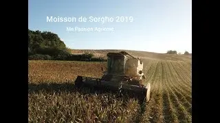 Je vous emmène moissonner le Sorgho Bio 2019 avec moi
