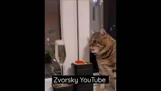 Икра Красная и Шампанское 🥂 - все что нужно для кошачьего счастья. Ням Ням Мяу Мяу - Приколы 2022 г.
