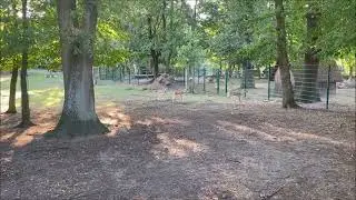 Jumping Deer 🤩💖 | Pure Nature