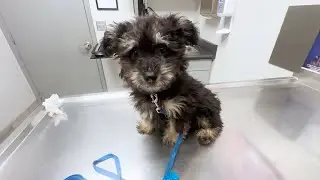 Bringing Home A New Puppy!!!