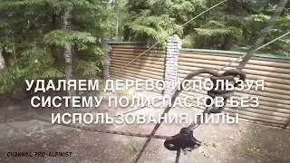 Как свалить дерево без пилы и топора