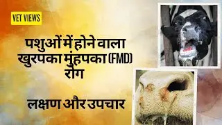 पशुओं में होने वाला खुरपका मुंहपका (FMD) रोग / लक्षण और उपचार # khuriya rog #fmd