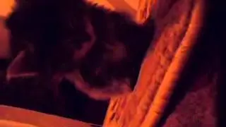 сон во сне сна кота