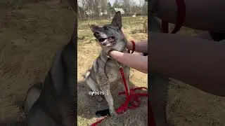 Жуля ищет дом!
