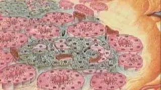 How the Body Works : The Pancreas