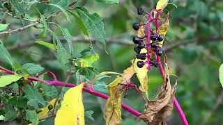 Early Fall Thanks