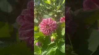 Цветок ожил! #ленобласть #лето #garden #сад #цветы #садовод #flowers #лето #дача #природа #nature