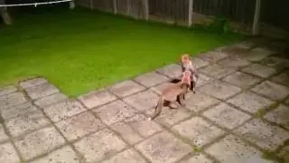 Young foxes playing