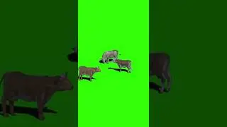 Cows green screen animation #shorts