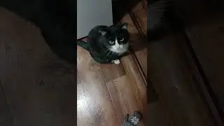 Котодорожка.