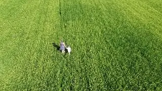 Клю и Ярик в поле