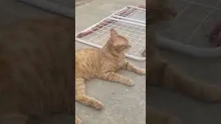#pets