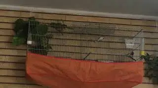 Goldfinch Mating